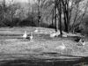 Picture of Ducks on a park
