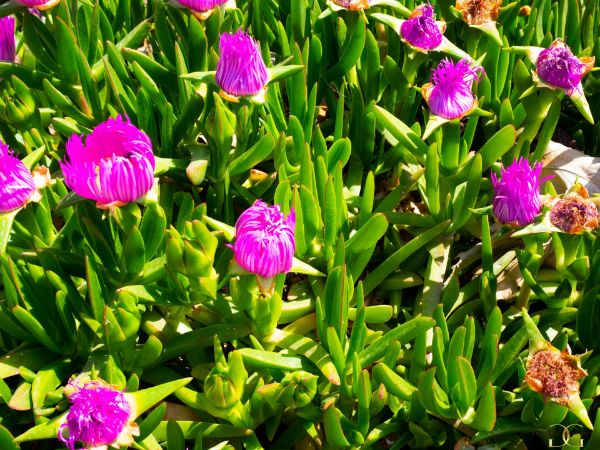 Picture of Pink flowers