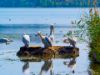 Picture of Pelicans