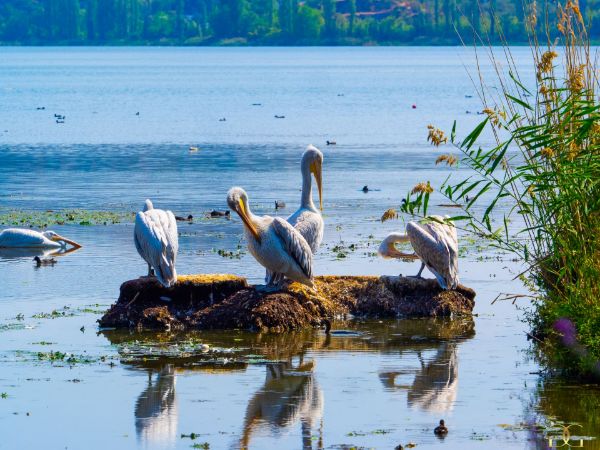 Picture of Pelicans