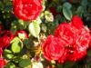 Εικόνα της Κόκκινα τριαντάφυλλα 