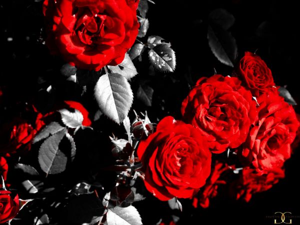 Picture of Red Roses