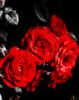 Εικόνα της Κόκκινα τριαντάφυλλα 