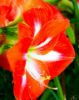 Picture of Red lilies
