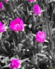 Picture of Pink flowers