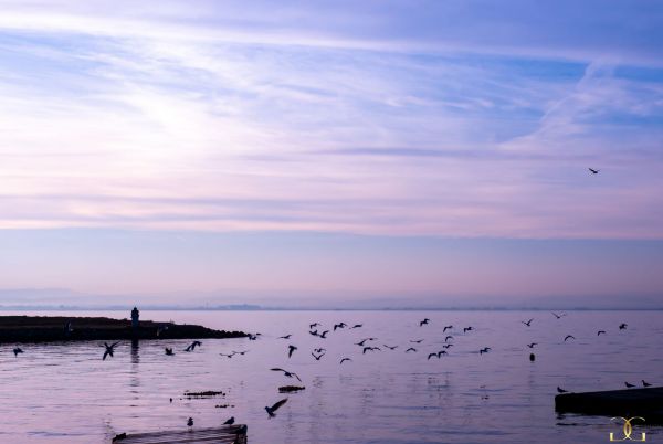 Picture of The pink sky and the seagulls