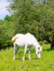 Picture of The white steed
