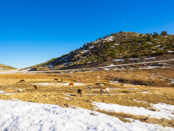 Εικόνα της Άλογα στην χιονισμένη κοιλάδα 