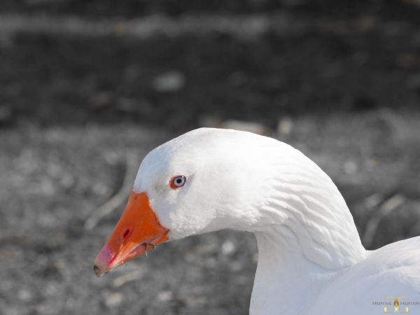Picture of A duck