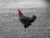 Picture of A cock