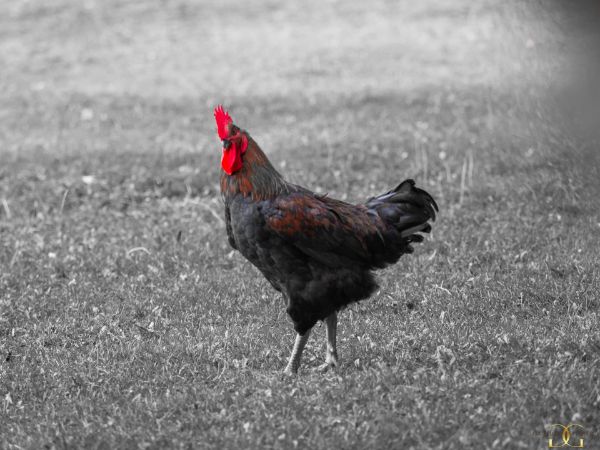 Picture of A cock