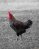 Picture of A cock