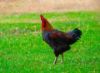 Picture of A cock
