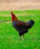Picture of A cock