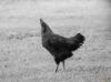 Picture of A cock