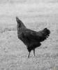Picture of A cock