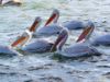 Picture of Pelicans in the lake
