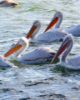 Picture of Pelicans in the lake