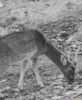 Picture of Deer