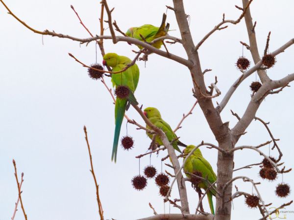 Picture of The parrots