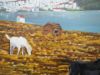 Εικόνα της Γαλήνη (100 x 140 cm) (Σειρά 2)