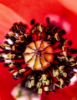 Εικόνα της (macro) Λουλούδια της Κασσάνδρας 02