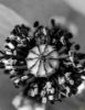 Εικόνα της (macro) Λουλούδια της Κασσάνδρας 02