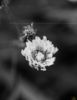 Εικόνα της (macro) Λουλούδια της Κασσάνδρας 01