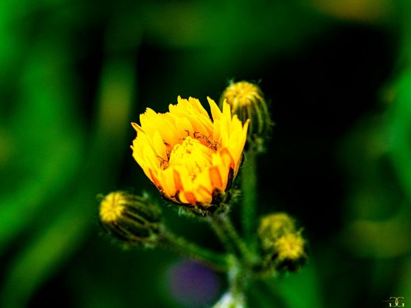 Picture of (macro) Kassandras' Flowers 03