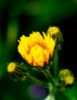 Εικόνα της (macro) Λουλούδια της Κασσάνδρας 03