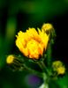 Picture of (macro) Kassandras' Flowers 03