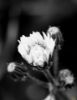 Εικόνα της (macro) Λουλούδια της Κασσάνδρας 03