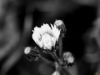 Picture of (macro) Kassandras' Flowers 03
