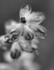 Εικόνα της (macro) Λουλούδια της Κασσάνδρας 04