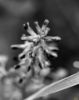 Εικόνα της (macro) Λουλούδια της Κασσάνδρας 05