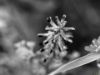 Εικόνα της (macro) Λουλούδια της Κασσάνδρας 05