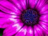 Picture of (macro) Kassandras' Flowers 06