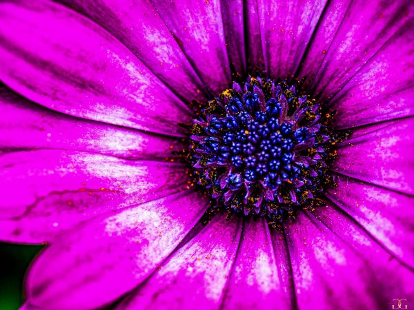 Picture of (macro) Kassandras' Flowers 06