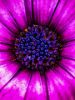 Picture of (macro) Kassandras' Flowers 06