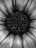 Εικόνα της (macro) Λουλούδια της Κασσάνδρας 06