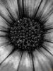 Picture of (macro) Kassandras' Flowers 06