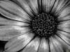 Εικόνα της (macro) Λουλούδια της Κασσάνδρας 06