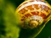 Picture of Macrophoto snail