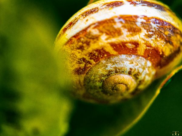 Picture of Macrophoto snail