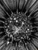 Εικόνα της (macro) Λουλούδια της Κασσάνδρας 08