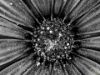 Εικόνα της (macro) Λουλούδια της Κασσάνδρας 08