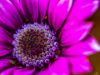 Εικόνα της (macro) Λουλούδια της Κασσάνδρας 09