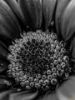 Εικόνα της (macro) Λουλούδια της Κασσάνδρας 09