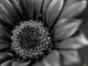 Εικόνα της (macro) Λουλούδια της Κασσάνδρας 09