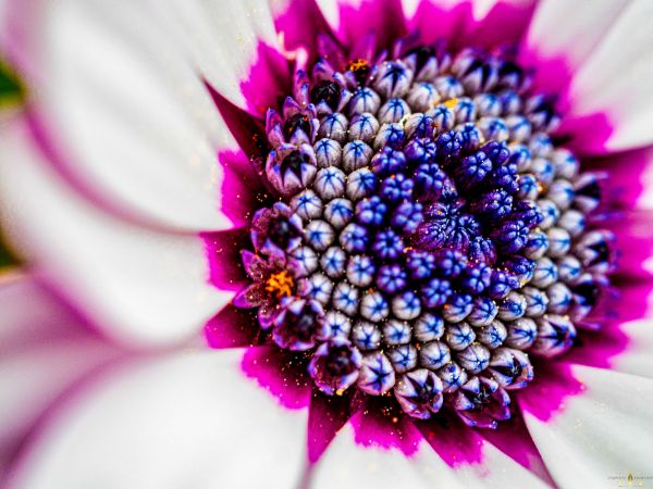 Picture of (macro) Kassandras' Flowers 10